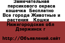 Замечательная персикового окраса кошечка. Бесплатно - Все города Животные и растения » Кошки   . Нижегородская обл.,Дзержинск г.